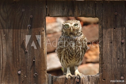 Picture of Little owl at the window